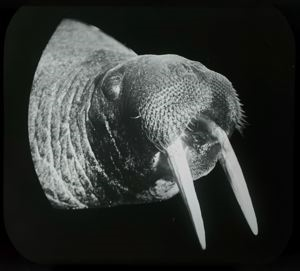 Image: A Walrus Head